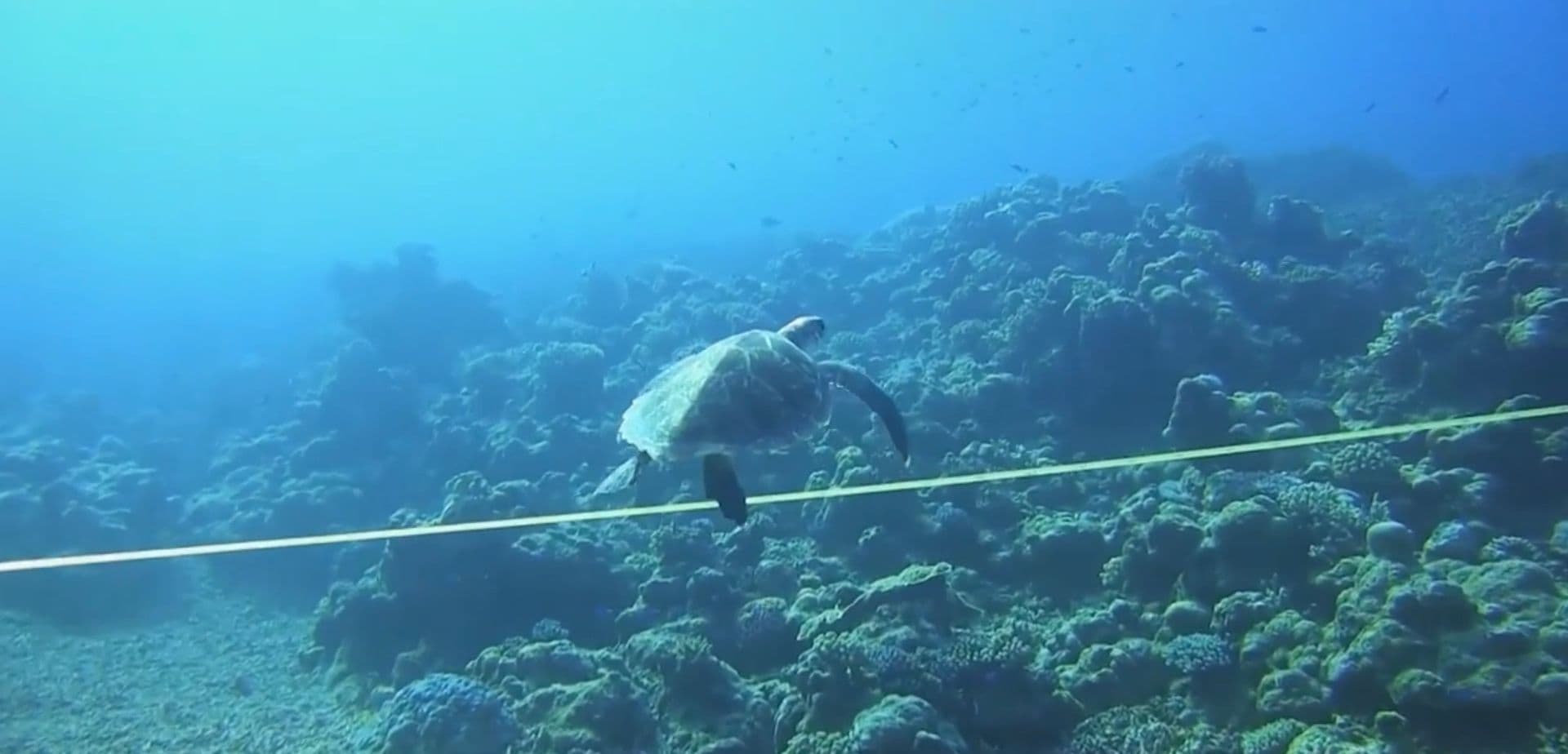 A yellow measuring tape extends across the width of the photo. Swimming just above it is a turtle. The sea bed is covered in coral.