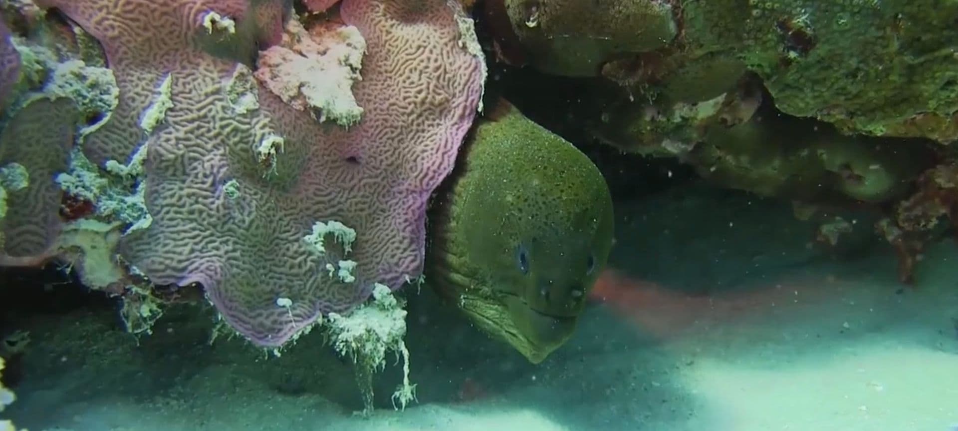 From behind a large pink coral the green head of an eel pokes around. It feels like it's looking straight at the camera.