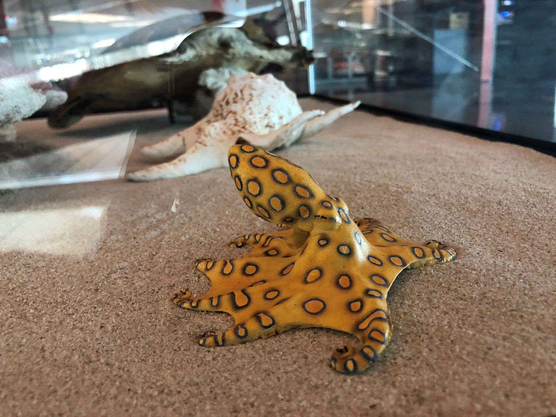 A small octopus with blue ring markings lying on sand in a shallow glass display case.