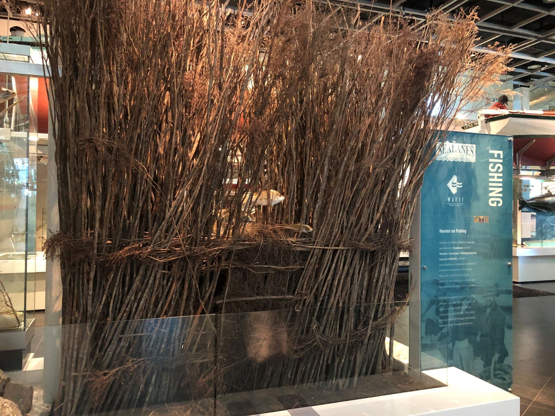 A large display of long thin brown plants with fish trapped within.